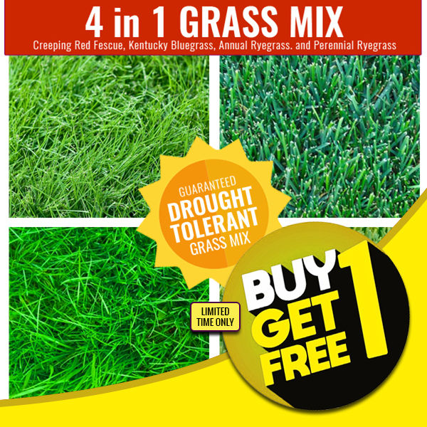 Grass Seeds Collection Ground Cover Seeds Grass Seeds Mix Drought