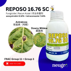 Brightonmax REPOSO 16.76 SC 500ml Azoxystrobin 9.32% Tetraconazole 7.44% Anthracnose Downy Mildew Fungicide (Same Amistartop) Racun Kulat Antraknos