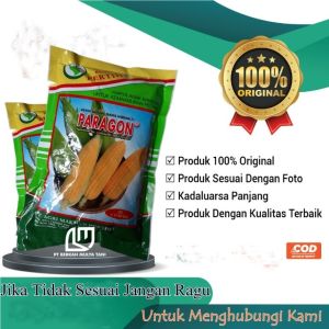 Benih Jagung Manis Hibrida F1 Paragon Pertiwi isi Bibit 1750