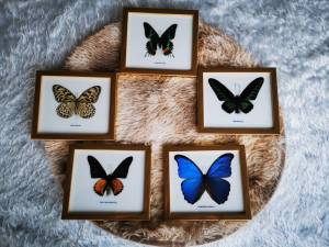 ผีเสื้อสตาฟเฟรมไม้สีทอง ของฝากของตกแต่งบ้านของขวัญของสะสม เป็นสินค้าแฮนด์เมด Mix Real Butterfly Taxidermy Insect Frame Display Home Decor