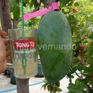 Bibit Mangga Kiojay Import Okulasi