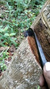 Pisau Sadap Karet Cap Kunci Baja: Alat Sadap Karet Berkualitas