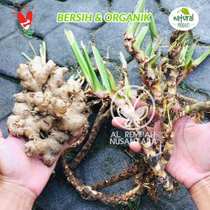 Dlingo Bengle 100gr Paket Sawan Anak
