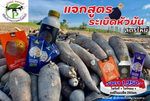 ชุดระเบิดหัวมันสำปะหลัง โฟร์ทรี 1ซอง+โฟร์ซอย1ซอง+อะมิโนแบล็คเล็ก 250 ml ชุดเร่งราก โตเร็ว เขียวนาน ขยายหัว เพิ่มแป้ง เพิ่มน้ำหนัก ของแท้100%