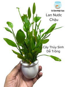 Lan Nước Chậu (Cây Thủy Sinh Dễ Trồng) Cho Bể Cá Cảnh