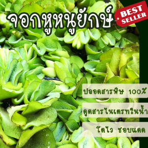 No.1 Shop ดอกจอกหูช้าง จอกหูยักษ์ จอกใหญ่ยักษ์ จอกหูช้าง 100กรัม พืชน้ำ ต้นไม้น้ำ เหมาะจัดตู้ปลา ประดับอ่างปลา ไม้น้ำประดับ
