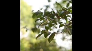 ชุดโมลาร์และสากหินธรรมชาติแบบดั้งเดิม - เครื่องกดกระเทียมหินแกรนิตทำมือ - เครื่องมือบดด้วยมือสำหรับเครื่องเทศ สมุนไพร และสมุนไพรยา - ไม่ต้องใช้ไฟฟ้า - อุปกรณ์ครัวที่ทนทาน