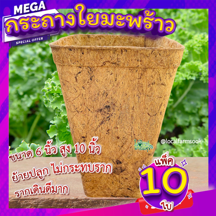 กระถางใยมะพร้าว Local FarmSook 6 นิ้วทรงสูง เซ็ต 10 ใบ