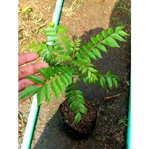 Sindo - Curry Leaves/murraya Koenigii Live Plant U18J7EBS7W