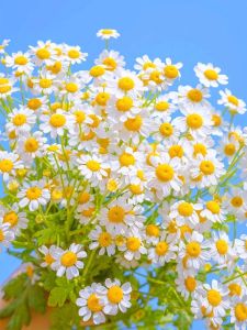 Small daisies can be sown and bloomed all year round. Indoor and outdoor potted flowers are easy to grow and live 118pcs/pack
