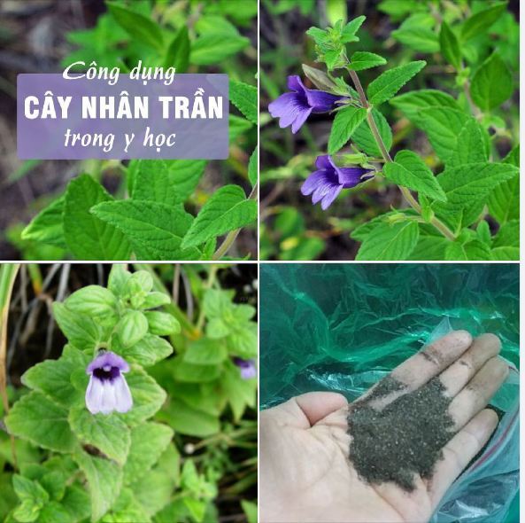 Hạt Giống Cây Nhân Trần - ( cây dược liệu) - Gói 200 hạt