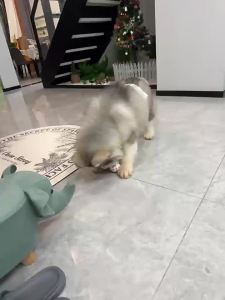 New Dog Chew Training Bite Resistant Teeth Cleaning Bite Resistant Realistic Floss Ball Toys for Small Dogs Simple LargeToy Balls