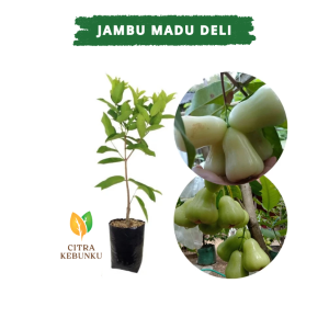 BIBIT JAMBU AIR MADU DELI HIJAU Jambu MDH Hasil Okulasi