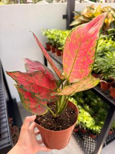 Aglaonema Anjamani Chinese Evergreen Indoor Plant with Pot