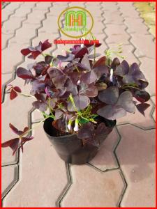 Cây hoa bướm đêm đẹp Oxalis Triangularis + có tặng kèm phân bón cây| Minh Hân Garden