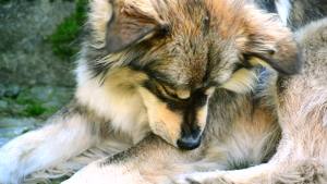 Pet MD Topical for Cleansing - with Aloe for Cats and Dogs - 50 Count