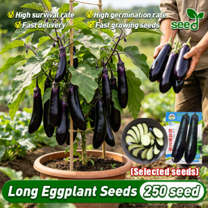 [Selected Seeds] 250pcs/pack Fresh Long Purple Eggplant Seeds for Sale (Fast Growing) Talong Seeds for Planting Vegetables Plants Hybrid Long Eggplant Seeds Seedlings Bonsai Vegetable Seeds for Gardening Balcony Potted Eggplant Live Plant Veggie Seed
