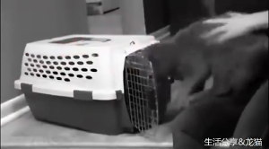 Cat Grooming Bags with Head Hole Waterproof Travel Bag Pets Carriers for Bathing Injecting Examining Nail Trimming