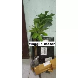 Bibit Alpukat Taiwan Green Skin / Alpukat Zhuang Poo Super