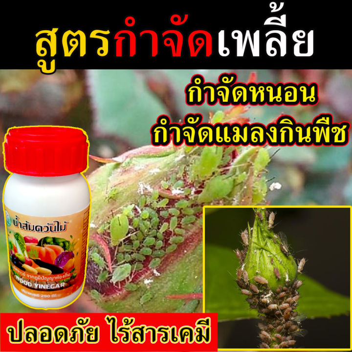 ยากันเพลี้ยแป้ง 250 ซีซี ไร้สารเคมี ปลอดภัยสำหรับทุเรียน