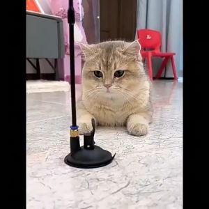 AIMAYAPET Cat Teaser Wand with Suction Cup Feather Bell Interactive Detachable Kitten Feather Toy