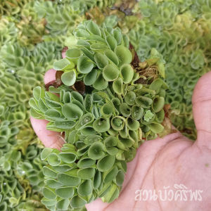 จอกหูหนู ช่วยปรับสภาพน้ำใส ในอ่างปลา อ่างบัว