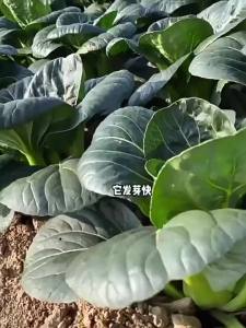 May Slow Bok Choy April Slow Vegetables Shanghai Green Comprehensive Four-Season Vegetable Selection