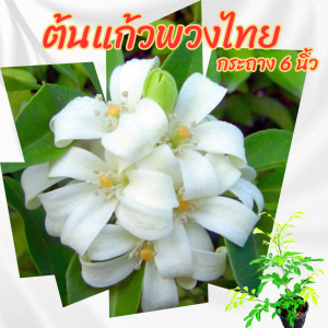 ต้น แก้วพวงไทย กระถาง 6 นิ้ว(ขั้นต่ำ 2 ต้น)(ส่งพร้อมกระถาง)