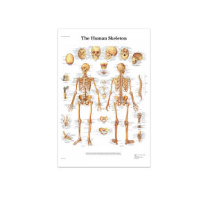 Human Anatomy Muscle System Canvas Wall Art Abstract Figure Poster Print Unframed Decorative Painting Multiple Sizes No-Border Canvas Options