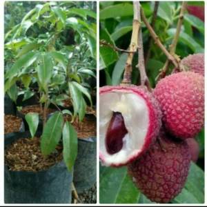 Bibit Lecy cepat berbuah