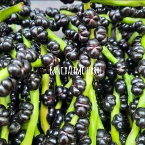 Buah Angkung Segar Obat Strok & Darah Tinggi Isi 300 Biji + Bonus 25 Biji