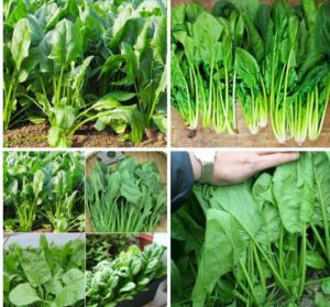 Hạt Giống Cải Bó Xôi(Rau Chân Vịt) | Dễ trồng dễ chăm sóc