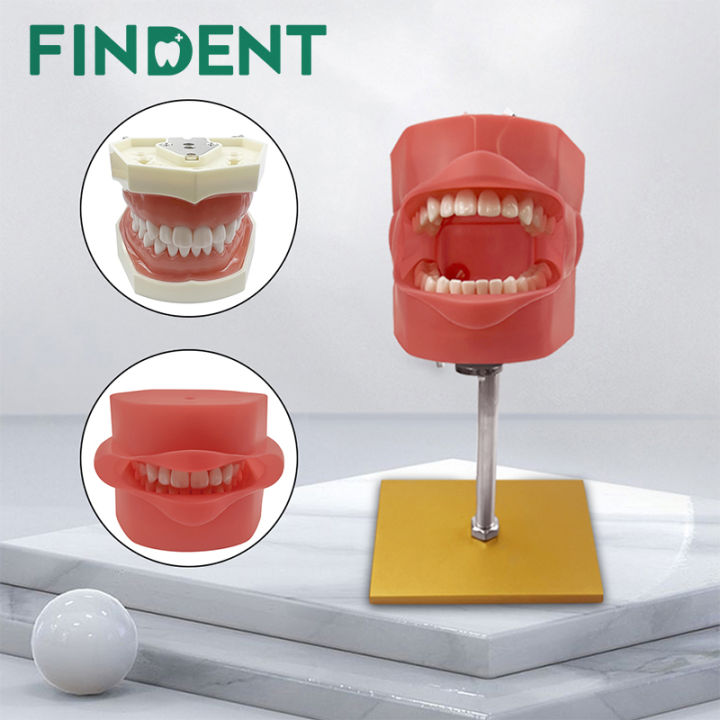 Simple Head Dental Simulator Model with Teeth Dental Teaching ...