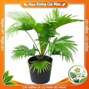 Cây Kiểng Lá Cọ Pháp(Kè Pháp) - Cây Cảnh Đẹp Sang Trọng Dễ Trồng Trang Trí Nhà Cửa Ban Công Sân Vườn Văn Phòng