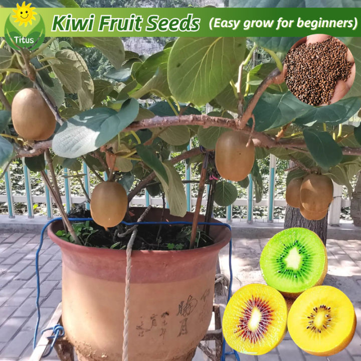 เมล็ดพันธุ์ กีวี่ ผลไม้กีวี่ บรรจุ 200 เมล็ด Bonsai Kiwi Fruit Seeds ...