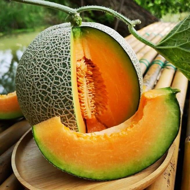 เมล็ดพันธุ์เมล่อนญี่ปุ่น เนื้อส้ม ปลูกง่าย