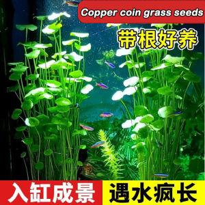 Copper money grass 铜钱草种子 hydroponic evergreen plant fish tank landscaping special purification water quality recruitment gold money grass