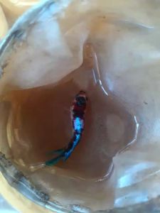 seamaster 50g  pellet ikan betta wild betta  Pallet seamaster F00  makanan ikan fish food ikan laga guppy molly cupang pallet ikan marubeni 3 4 5 6  naik colour  akira  aog  artemia kering  hikari  otohime