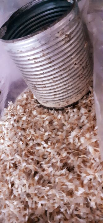 HẠT GIỐNG NÚC NÁC