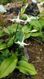 ว่านเสน่ห์มหาโชค หรือ ต้นลิลลี่อเมซอน (เพาะในถุงดำค่ะ) Amazon Lily ว่านกวักนางพญามหาเศรษฐี ว่านกวักพระพุทธเจ้าหลวง ว่านมหาโชค