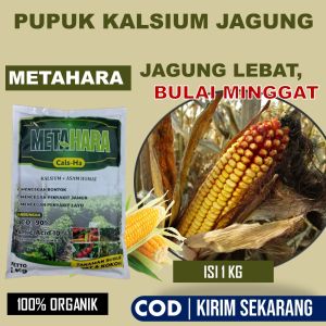 METAHARA 1 Kg Pupuk Jagung Terbaik - Obat Penyakit Bulai Jagung Paling Laris - Mengatasi Bercak Daun Jamur Bule Jagung Terbaik - Pupuk Tanaman Jagung Organik Aman
