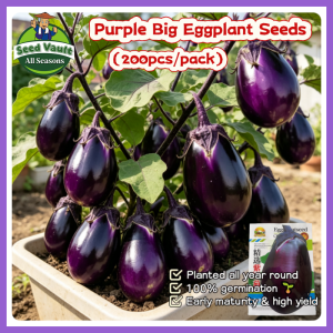 100% Legit High Germination 200pcs Purple Big Eggplant Seeds for Planting Vegetables Plants Organic Eggplant Vegetable Seeds for Gardening Eggplant Live Plant Seeds Balcony Potted Eggplant Seedlings Buto Ng Gulay Talong Seeds Eggplant F1 Hybrid Seeds