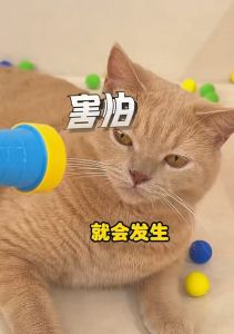 Funny Cat Toys Launch Training Creative Mini Shooting Gun Reusable Plush Ball Pet Interactive Toy