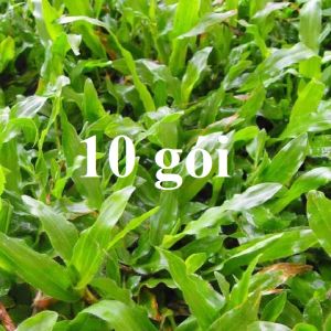 (10 gói) Hạt giống cỏ lá tre chất lượng cao