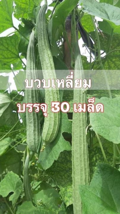 เมล็ดพันธุ์บวบเหลี่ยมลูกยาว บ้านสวน เมล็ดพันธุ์เปิด