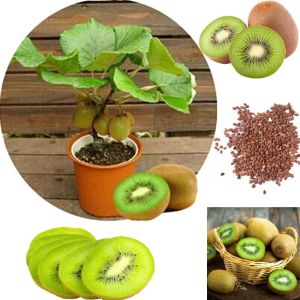 Bibit Tanaman Buah Kiwi Super Manis
