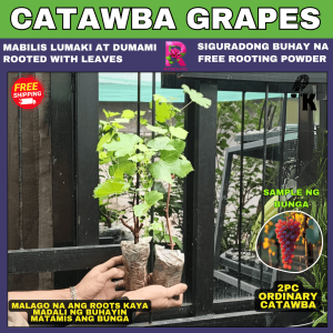 RED CATAWBA GRAPES | seedlings . mabilis lumaki at matamis ang bunga