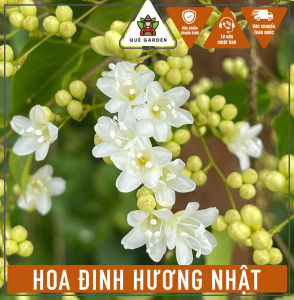 Cây Hoa Đinh Hương Nhật - Dây leo cho hoa đẹp và thơm - Phù hợp cho ban công!