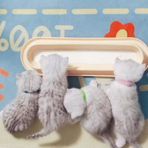 Bát ăn cho thú cưng nghiêng 15 ° cho mèo con và mèo nghiêng Bát ăn hoặc nước Thiết kế chống trượt đơn dài 14inch