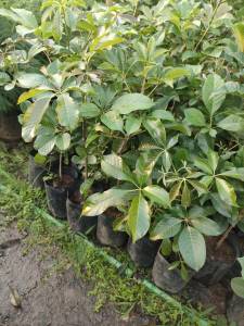 ต้นไข่เน่า สูง40-50 ซม. ต้นแข็งแรงพร้อมปลูก